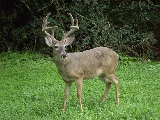 Venado Cola Blanca
