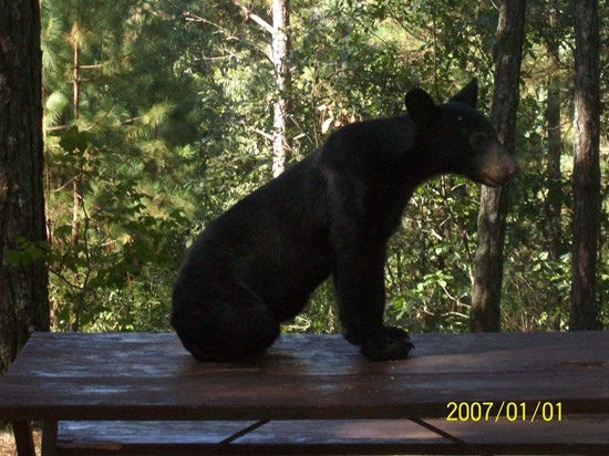 Oso